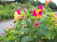 Wunderstrauch 1.webp