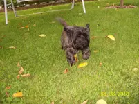 Felix.webp
