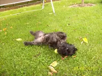 Felix 1.webp