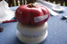 Garten 001.webp