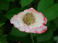 DSCI1179.webp