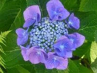 CIMG0475.webp