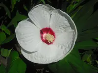 CIMG0467.webp