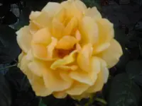 CIMG0463.webp