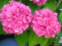 CIMG0476.webp