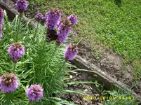 JD500499.webp