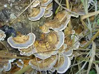Herbst 574v.webp