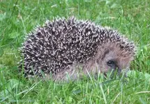 IMG_0586.webp IMG_0586.webp