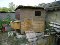 huhn1.webp