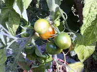 tomaterot09082010.webp
