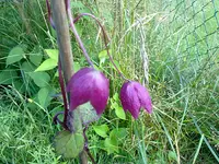 rosenkleid0908b.webp