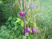 rosenkleid0908a.webp