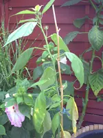 PICT0096.webp