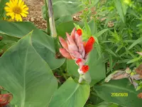 ALIM2400.webp