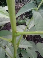 Pflanze 4.webp