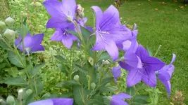 K640_9. August 285.webp