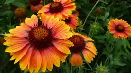 K640_9. August 288.webp