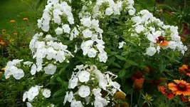 K640_9. August 289.webp