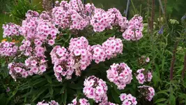 K640_9. August 290.webp