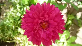 K640_9. August 299.webp