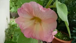K640_9. August 306.webp