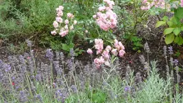 K640_9. August 300.webp