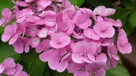 K640_9. August 301.webp
