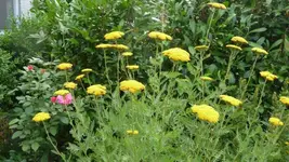 K640_9. August 321.webp