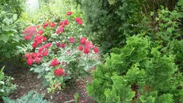 K640_9. August 305.webp