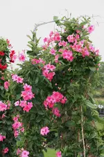 IMG_4993.webp