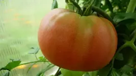 K640_9. August 293.webp