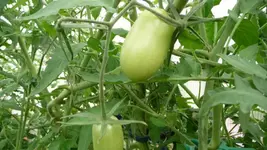 K640_9. August 294.webp