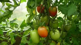 K640_9. August 295.webp