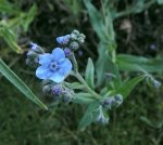Unbekannte blaue Pflanze 1.jpg
