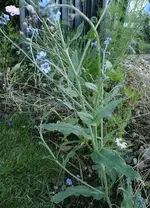 Unbekannte blaue Pflanze 2.webp Unbekannte blaue Pflanze 2.webp