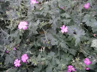 IMGP0064.webp
