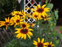 Blume 001.webp