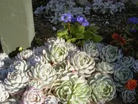 Juli 2010 209v.webp