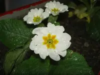 August 2010 113v.webp