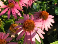 IMG_9365_1024x768.webp