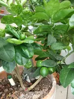 DSCF1002.webp
