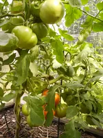 Garten 067.webp