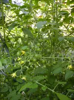 'Gelbe Johannisbeere'10-1.webp