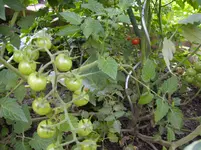 Garten 007.webp