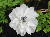 CIMG7949.webp