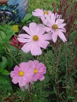 CIMG7951.webp