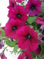 CIMG7954.webp