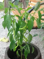 CIMG7960.webp