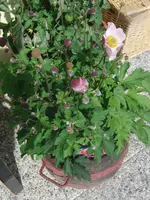 CIMG7962.webp