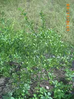 garten im  juli 10 035.webp